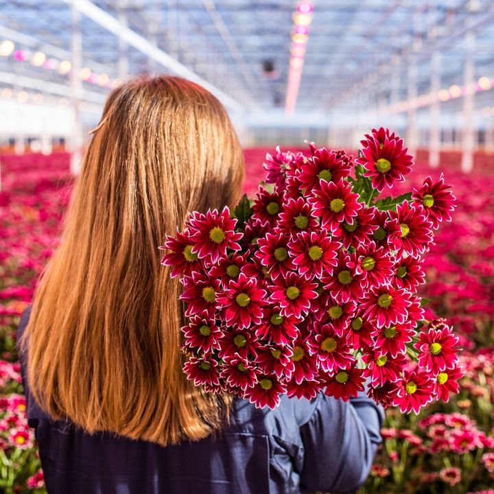 🌸 GROWER OF THE WEEK 🌸<br/><br/>In the coming two weeks,  @zentoo_chrysanthemums will be a very special 'Grower of the Week'.<br/>Because of the upcoming Women's Day, OZ-Hami and Zentoo are joining forces for @melaforher_/ , an NGO that ensures that girls and women in Ethiopia can continue attending school and working.<br/>In collaboration with the Dutch Flower Foundation, a donation will be made to this charity for every box sold. <br/>Go to check out this product on the link-in-bio.<br/><br/>If you are curious about the assortment of @zentoo_chrysanthemums you also can check out our webshop 😉<br/>.<br/>·<br/>·<br/>·<br/>·<br/>.<br/>#chrysanthemum #crisantemo #flowers #flower #flowerstagram #flowersofinstagram #groweroftheweek #weddingflowers #eventflowers #specialflowers #flowerpower #flowerlovers #flowerexport #flowerwholesale #florist #flowershop #flowerwebshop #flowersupplier #floristry #fiori #kwiaty #blomster #fleuriste #bloemist #цветочныйоптовик #flowerinspiration #flowersfromholland #blossom #netherlands #holland