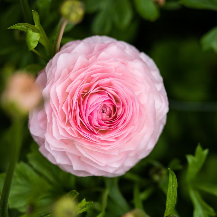 🌸 GROWER OF THE WEEK 🌸<br/><br/>This week @monarchflowers is our Grower of the Week.<br/><br/>They specialize in growing and selling Ranunculus flowers. Their commitment to innovation is reflected in its trial garden in 's-Gravenzande, where new and improved varieties are constantly tested, filled with dozens of these stunning flowers.<br/>What sets Monarch Flowers' Ranunculus apart is its combination of product characteristics, variety, and constant innovation.