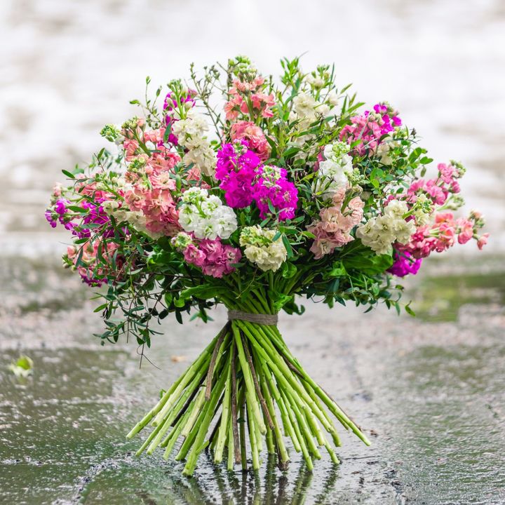 🌸 GROWER OF THE WEEK 🌸<br/><br/>We are happy to introduce our next Grower of the Week: FlowerXL<br/>Exclusively for this campaign, our flower experts have selected 2 Matthiola promotions just for you!<br/>They are a Matthiola specialist and have been growing high-quality flowers since 1994. The team's experience, expertise and passion shine through in the bright and colorful Matthiolas produced by FlowerXL.