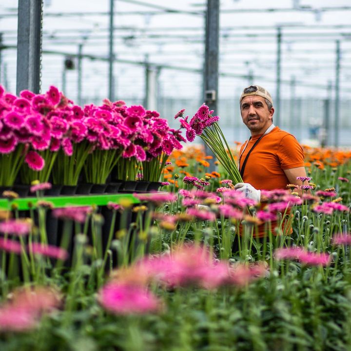 🌸 FLOWER OF THE WEEK 🌸<br/>The coming week, we celebrate the beauty of spring with a colorful double Product of the Week: Gerbera and Germini. With our Selected Growers @holsteinflowers_gerberas and @gerbera.united, we have arranged the most vibrant offers for you. Order now for the best, colorful offers!<br/><br/>When you think of Gerbera and Germini, the Dutch growers Holstein and Gerbera United directly come to mind. Well-known for their innovation, high quality, and sustainability, their products are an excellent choice for any occasion.