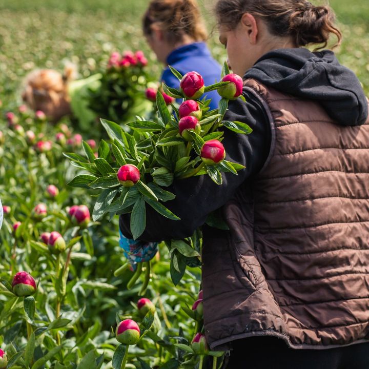🌸 GROWER OF THE WEEK 🌸<br/><br/>This week we celebrate @mypeonysociety as our Grower of the Week. My Peony Society is the world's foremost association of expert peony growers. A network of passionate growers that use innovative cultivation techniques and modern shipping methods to offer fresh Peonies.<br/> <br/>We have selected some special offers from My Peony Society for this promotion, especially for you!<br/>·<br/>·<br/>·<br/>·<br/>·<br/><br/>#peony #mypeony #flowerindustry #netherlandsflowers #dutchflowers #flowerauction #floriculture #logistics #supplychain #flowersupplychain #flowerlogistics #flowertransport #logisticssolutions #coldchain #flowershipping #flowersofinstagram #floraldesign #flowerarrangement #flowerbouquet #floristsofinstagram